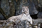 Tigres blancos: características, distribución, reproducción, alimentación