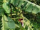 Musa × paradisiaca L. - a photo on Flickriver