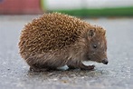 File:Hedgehog 4.jpg - Wikimedia Commons