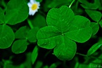 Four Leaf Clover Wallpapers - Top Free Four Leaf Clover Backgrounds ...