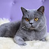 Gato british shorthair o gato británico de pelo corto - Origen ...