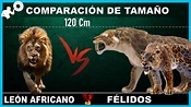 LEÓN Africano vs TODOS los felinos de la HISTORIA, Comparación de ...