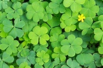 Fun Four Leaf Clover Facts for St. Patrick's Day | Petal Talk