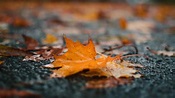 Closeup View Of Yellow Fallen Leaves On Road Autumn Rain Puddle Blur ...
