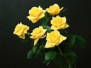 Yellow Rose Wallpaper HD 35215 - Baltana