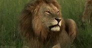 Leon Leones GIF - Lion Rawr Fierce - Discover & Share GIFs | Fierce ...