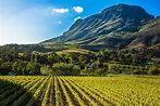 6 Best Stellenbosch Wine Tours To Experience