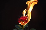 Rose flame.... (With images) | Fire photography, Rose on fire ...