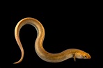 European eel, facts and photos