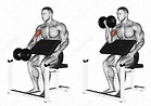Los 5 Ejercicios para bíceps con mancuernas ¡Sin Excusas! 💪🔥