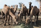 Camel family finds new life in the Lockyer Valley | Queensland Times