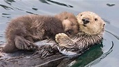 How Do Otters Sleep - HOWDOZF