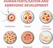 Human fertilisation and embryonic development in human infographic ...