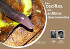 Las cecilias, los anfibios desconocidos | Museo Nacional de Ciencias ...