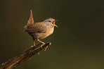 Music, Voices, Birds Singing? Most Missed Sounds from Hearing Loss ...