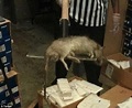 How big ARE New York's rats? Researcher catches one-and-a-half pound ...