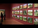 David Hockney: A bigger picture - Ausstellung im Museum Ludwig, Köln ...
