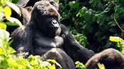 Mountain Gorilla | YouTube TV (Free Trial)