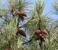 Pinheiro-bravo (Pinus pinaster) - como plantar