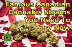 Famous Canadian Cannabis Strains That Are To Die For