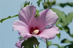 Rose of Sharon Tree: Savior of Late-Summer Landscaping