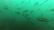 AMAZING underwater footage from 70 miles offshore in the Gulf of Maine ...