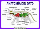 Anatomía Interna de un Gato