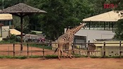 Zoológico de São Paulo, el más grande de Brasil y Latinoamérica - YouTube