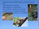 Animales Celomados