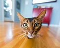 Free photo: Curious cat - Animal, Cat, Curious - Free Download - Jooinn