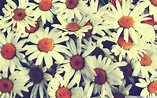Tumblr Flowers Desktop Wallpapers - Top Free Tumblr Flowers Desktop ...