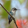 Bee hummingbird - Wikipedia