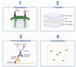Western Blot | Applications | Resources | Biomol GmbH - Life Science Shop
