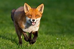Fox Full HD Wallpaper and Background Image | 2560x1707 | ID:240238