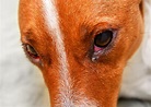 My Dog Has Red Eyes: Here's Why and What to Do