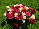 Ramo de rosas silvestres de colores :: Imágenes y fotos