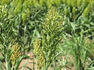 Sorgo: características y cuidados de esta hierba comestible | Jardineria On