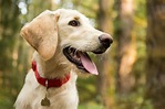 Rocky Mountain Spotted Fever in Dogs | Great Pet Care