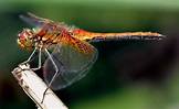 WHAT IS A DRAGONFLY? |The Garden of Eaden