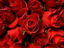 Dark Red Roses Wallpaper (59+ images)