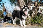 纯种阿拉斯加犬图片 拍的非常漂亮的阿拉斯加雪橇犬图片分享-宠物王