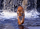 Download Free Bengal Tiger Wallpaper | PixelsTalk.Net