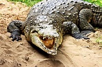 Parque de las Leyendas: visita al cocodrilo de Tumbes, especie endémica ...