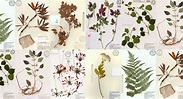 What is a Herbarium? – Research News