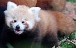 Belfast Zoo's first baby red panda in 18 years is adorable! | Zooborns ...