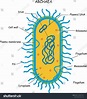 Archaea Archaebacteria Inner Structure Outline Diagramlabeled: เวกเตอร์ ...