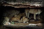 Lions Den Photograph