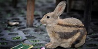 The Sumatran striped rabbit (Nesolagus netscheri), also known as the ...