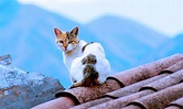 El gato en el tejado | Ramiro Moreyra Portilla - © CUSQUENIA… | Flickr