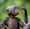 Bonobo (Pan paniscus) - Chimpanzé-pigmeu - Biologia - InfoEscola